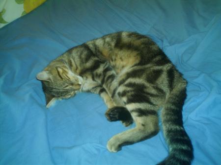 chatte