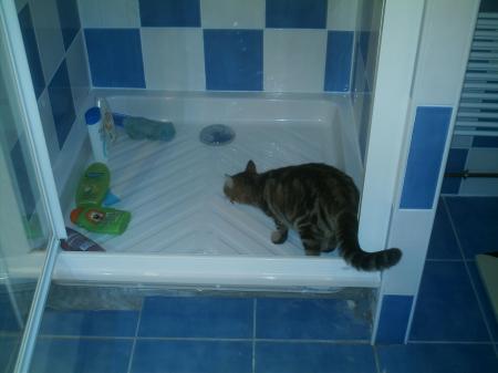 the CATS